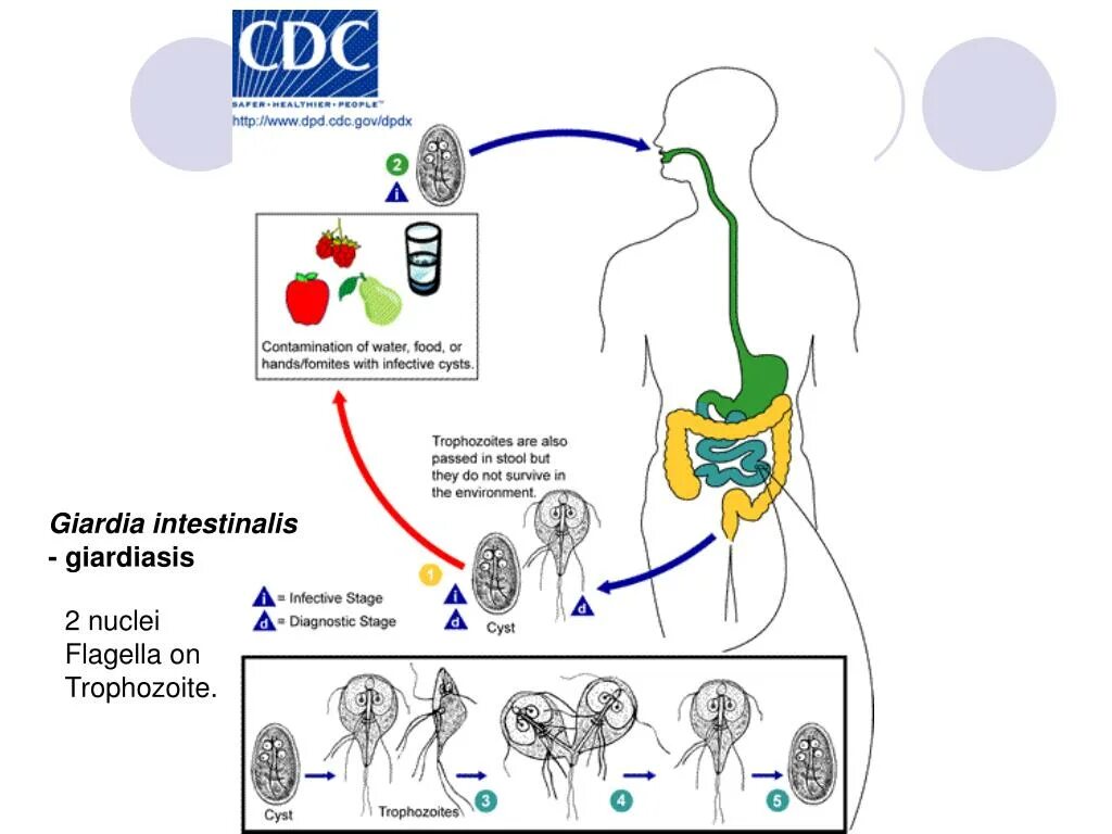 Цикл развития лямблии схема. Лямблия кишечная жизненный цикл. Лямблия кишечная жизненный цикл схема. Жизненный цикл лямблии схема.