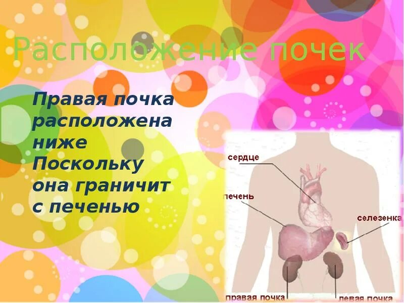 Что удаляется из организма через почки ответ