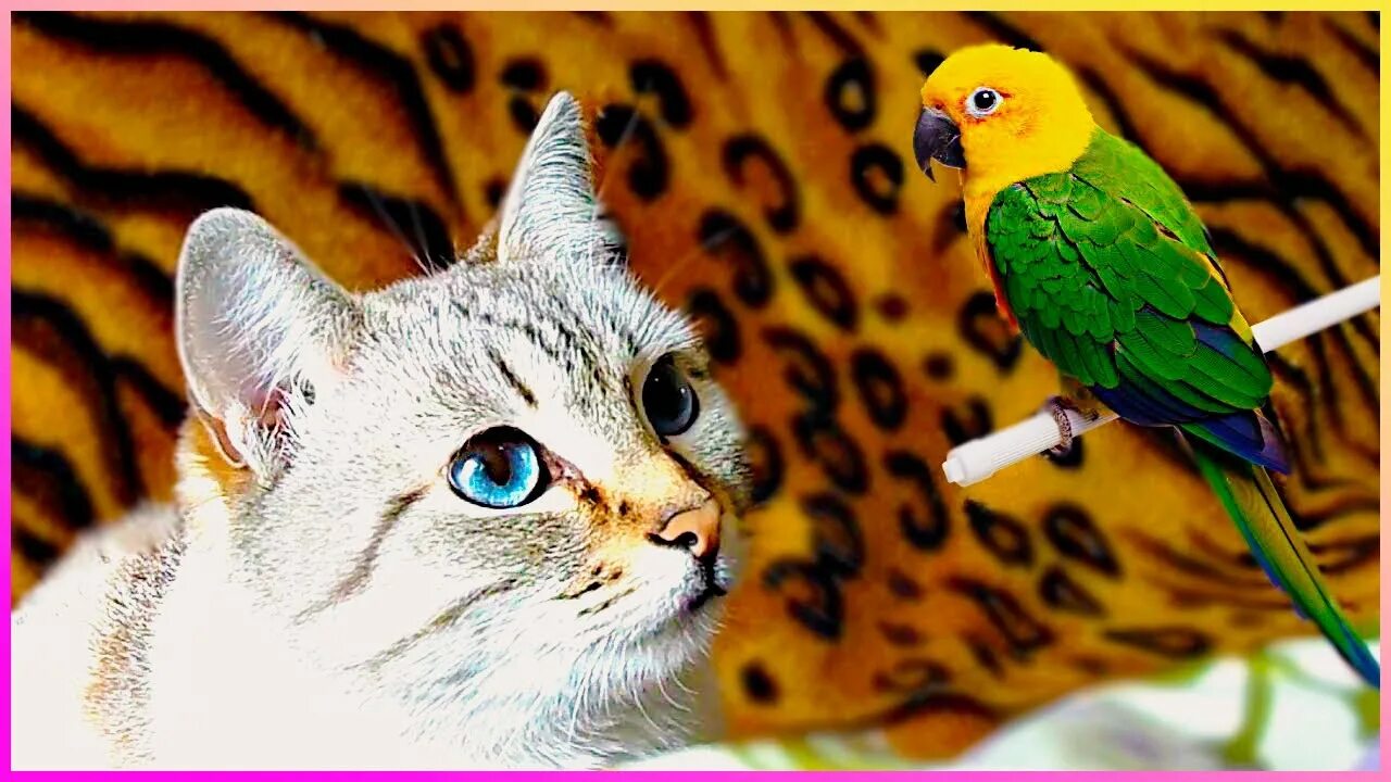 Кот и попугай. Кот с попугаем. Котенок и попугай. Смешные коты и попугаи.