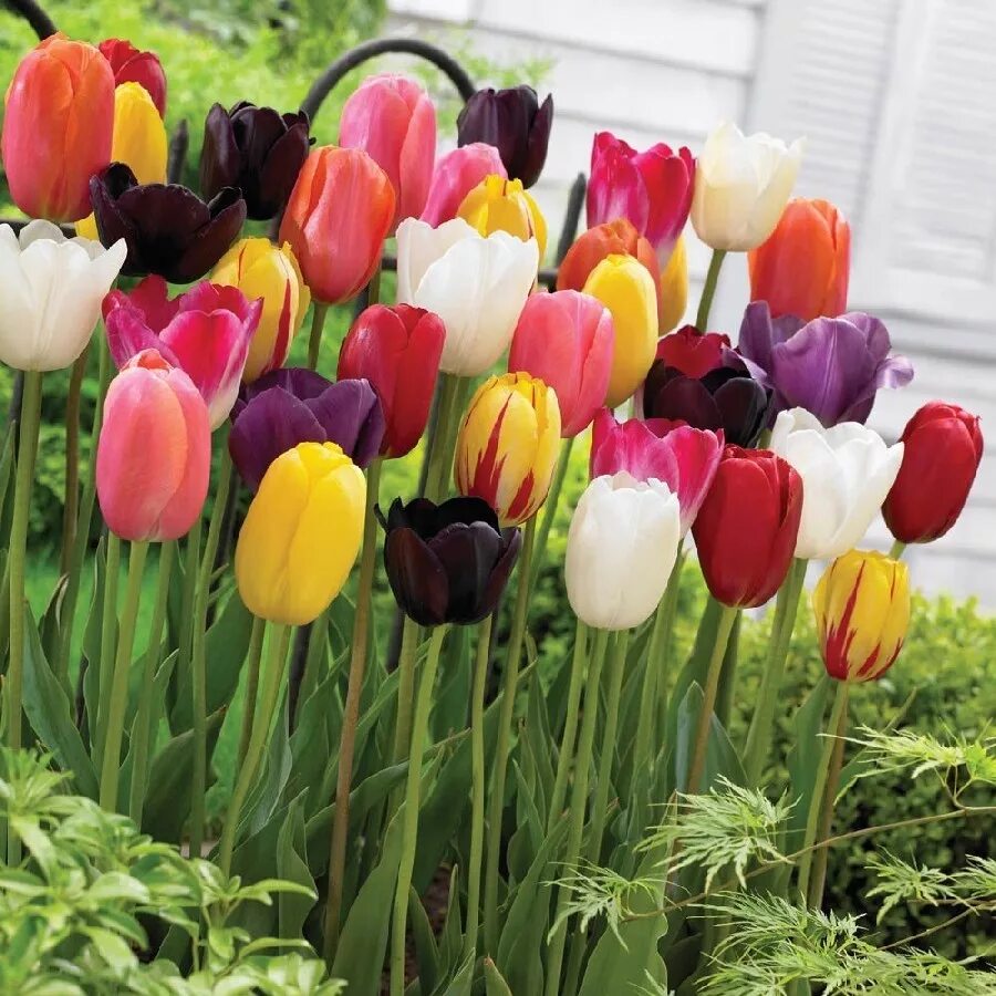 Тюльпаны какая почва. Тюльпан Триумф микс. Triumph Mix тюльпан. Тюльпан многоцветковый микс. Тюльпаны Tulipa Mix.