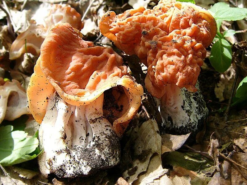 Гриб строчок. Gyromitra Fastigiata. Строчок осенний ядовитые грибы.