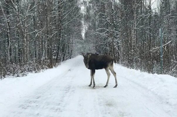Коростелев павел николаевич лосиный остров фото Экотропы Москвы Аннушка Путешественница Дзен