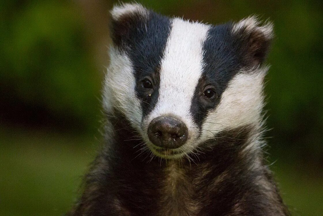 кедровая падь барсук. смешной барсучок. смешной барсук. барсук медоед мем. смешной барсук.