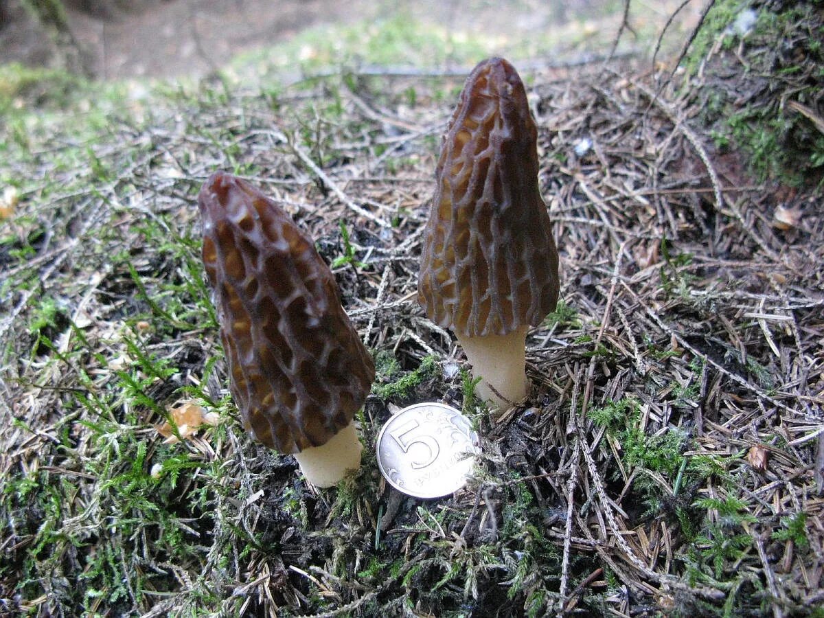 Первый гриб весной название. Весенние грибы в Подмосковье съедобные. Ранние грибы Подмосковья съедобные. Весенние грибы Подмосковья. Самые первые весенние грибы.