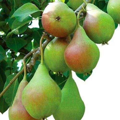 Banana pear: найдено 69 изображений
