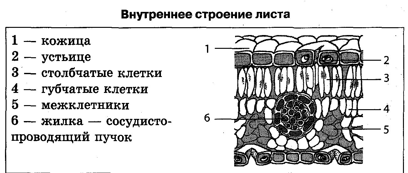 Покровная ткань биология 6 класс впр. Строение тканей растений рисунок. Строение клетки столбчатой ткани. Строение тканей листа растения. Строение тканей растений ЕГЭ.