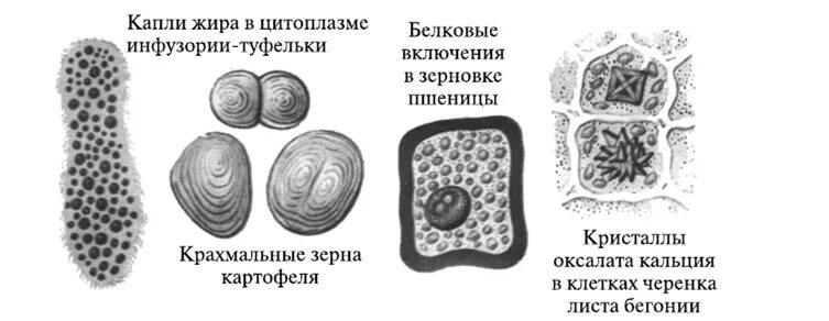 Включений и т д. Клеточные включения строение. Включения растительной клетки кратко. Строение клетки клеточные включения. Клеточные включения строение и функции.