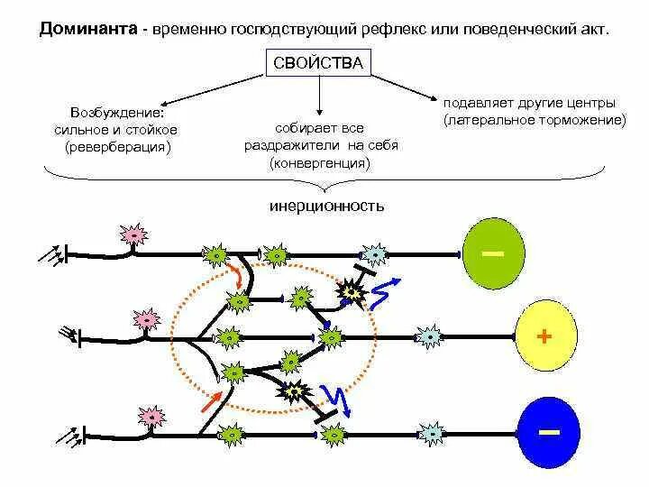 Качества доминанта. Нервные центры доминанта физиология. доминанта физиология цнс. принцип доминанты физиология цнс. принцип доминанты ухтомского физиология.