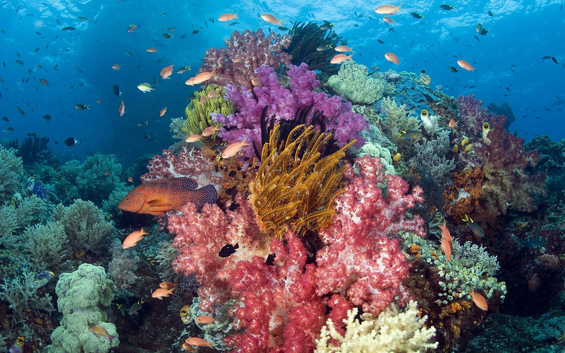 Растения и животные моря