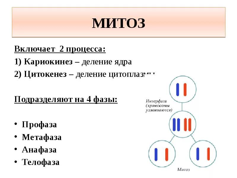Собственно митозу предшествует деление ядра удвоение хромосом. Митоз. деление цитоплазмы митоз. кариокинез. митоз кариокинез (деление ядра).