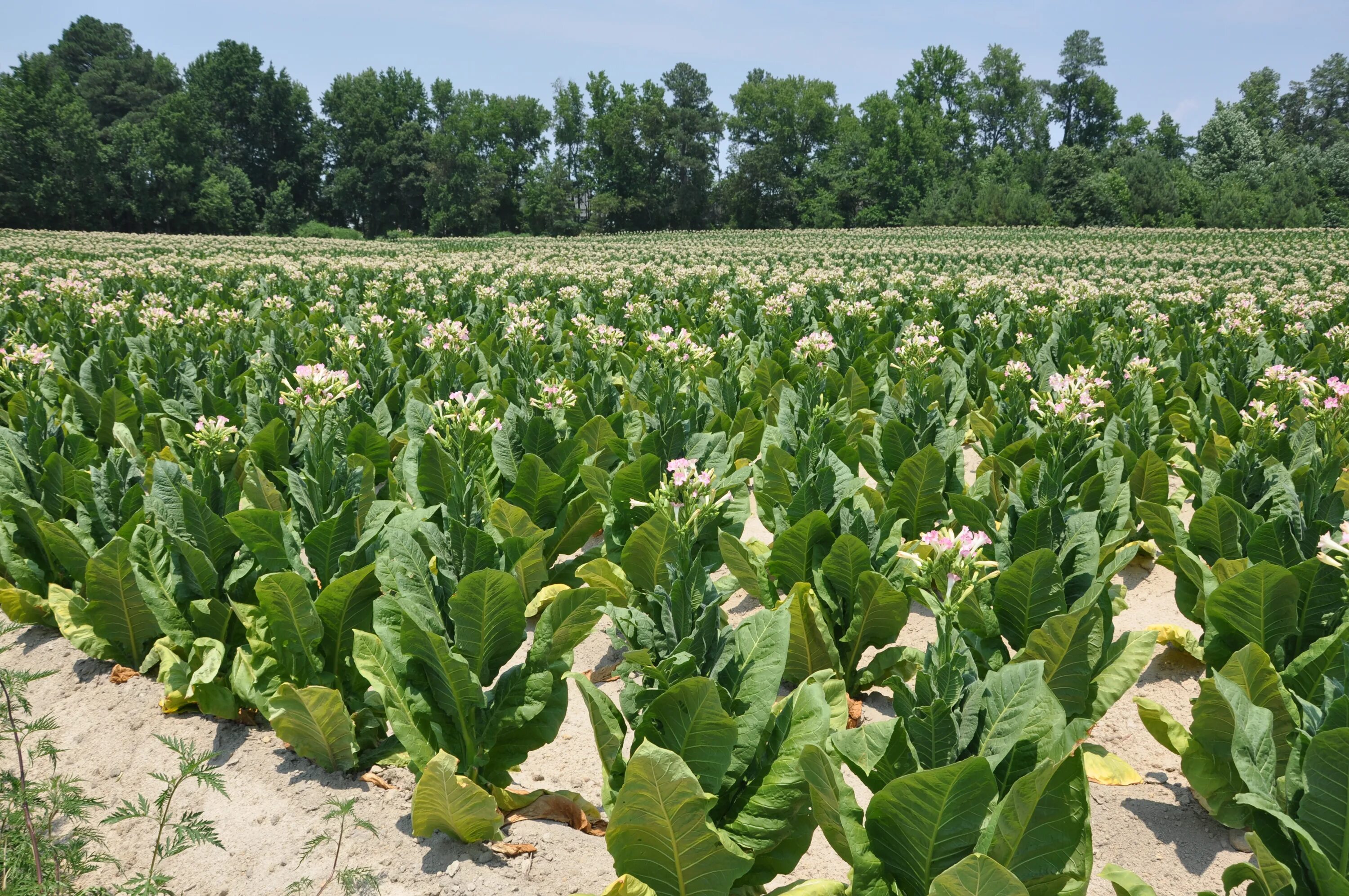 Plants story. Табак Вирджиния поле. Табак плантации в России. Табак Лесной (Nicotiana Sylvestris). Плантации Вирджинии.