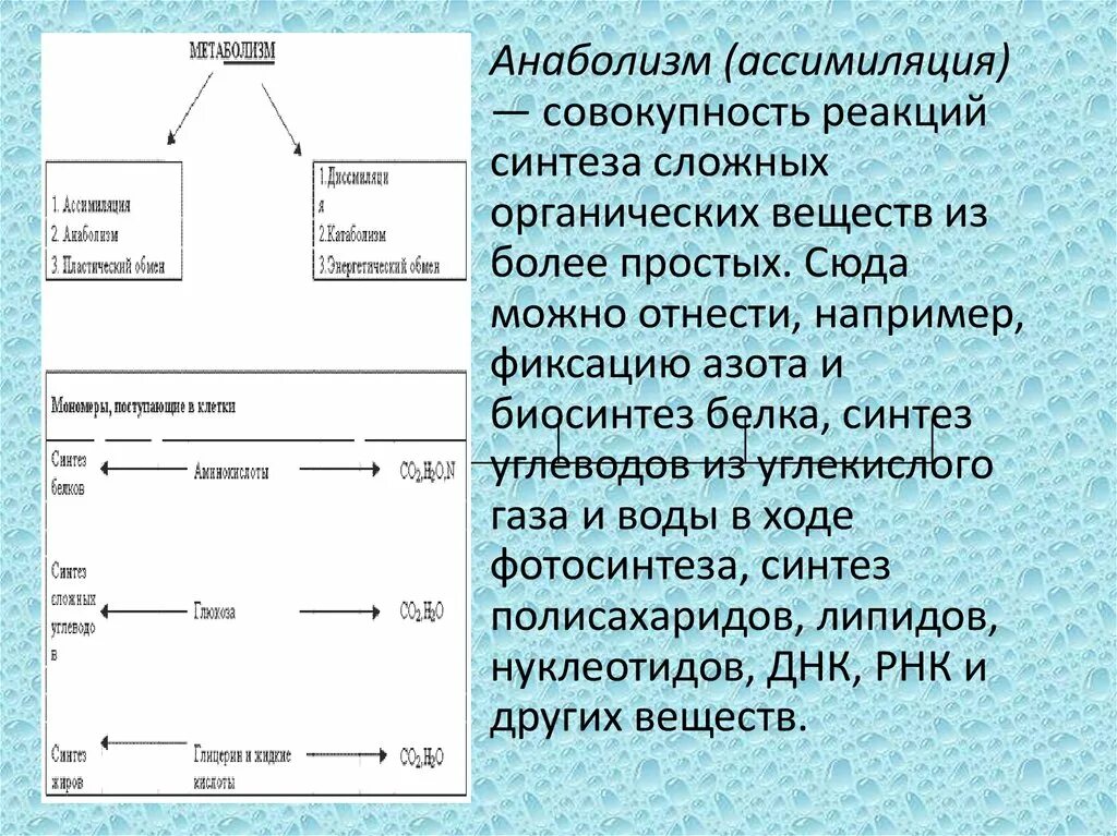 Реакция синтеза анаболизм. Ассимиляция анаболизм. Реакции синтеза сложных соединений (ассимиляция). Синтеза простых органических веществ. Совокупность реакций пластического обмена