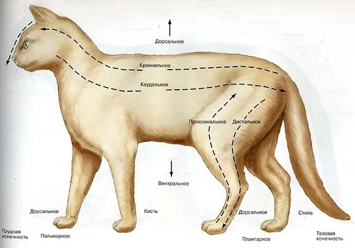 Плоскости в анатомии животных. Вентральный и дорсальный. Дорсальное и вентральное направление. Плоскости тела животного анатомия. Каудальное направление