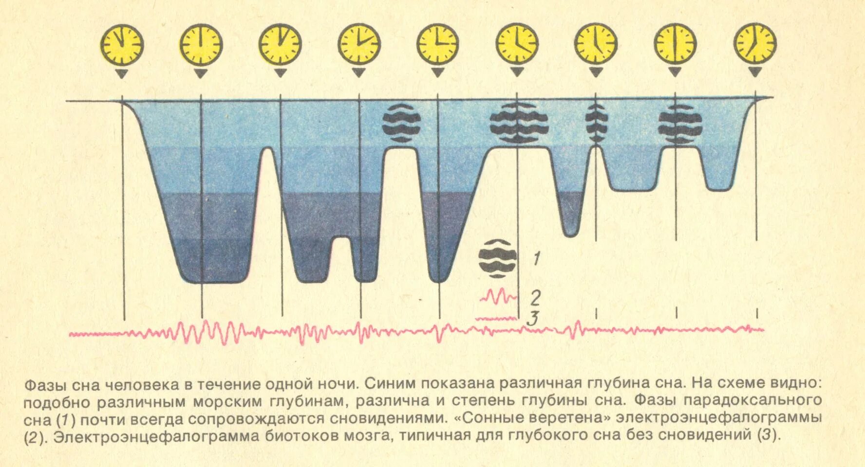 Схема фаза быстрого сна. Фазы сна по продолжительности. Быстрая и медленная фаза сна схема. Фазы сна по часам график. Период пробуждения