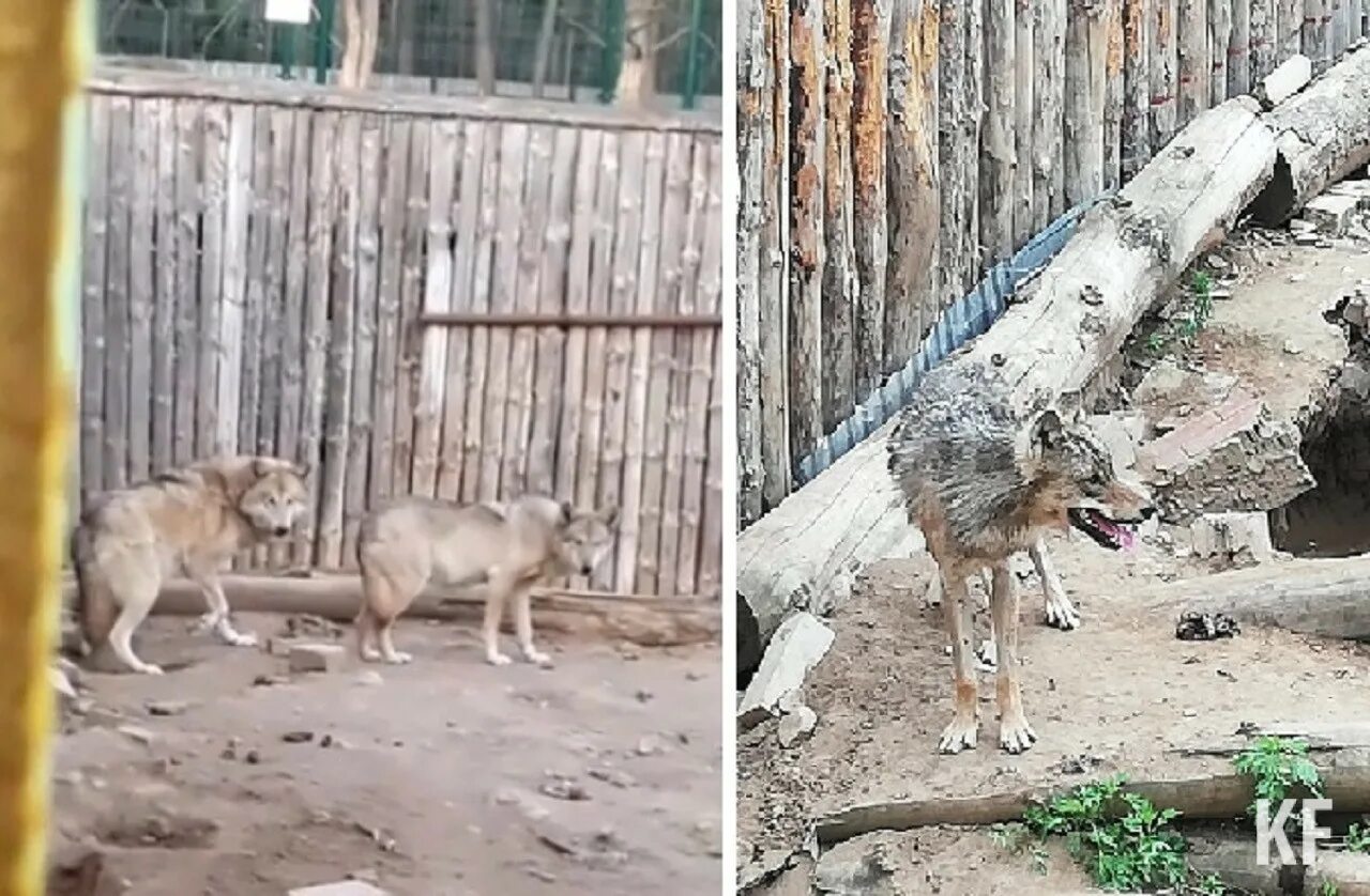 Куда пропадают животные. Куда пропадают животные. Пропал кот. Куда все подевались картинки. Объявление о пропаже кошки.