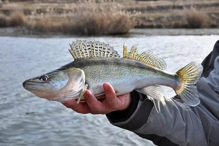 Рыба в клязьме. Какая рыба в клязьме. Рыба в клязьме. Какая рыба в клязьме. Рыбалка на клязьме в щелково.