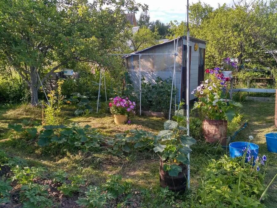 Дача моя дача собака. Моя дача. запах цветов с бабушкиной дачи.