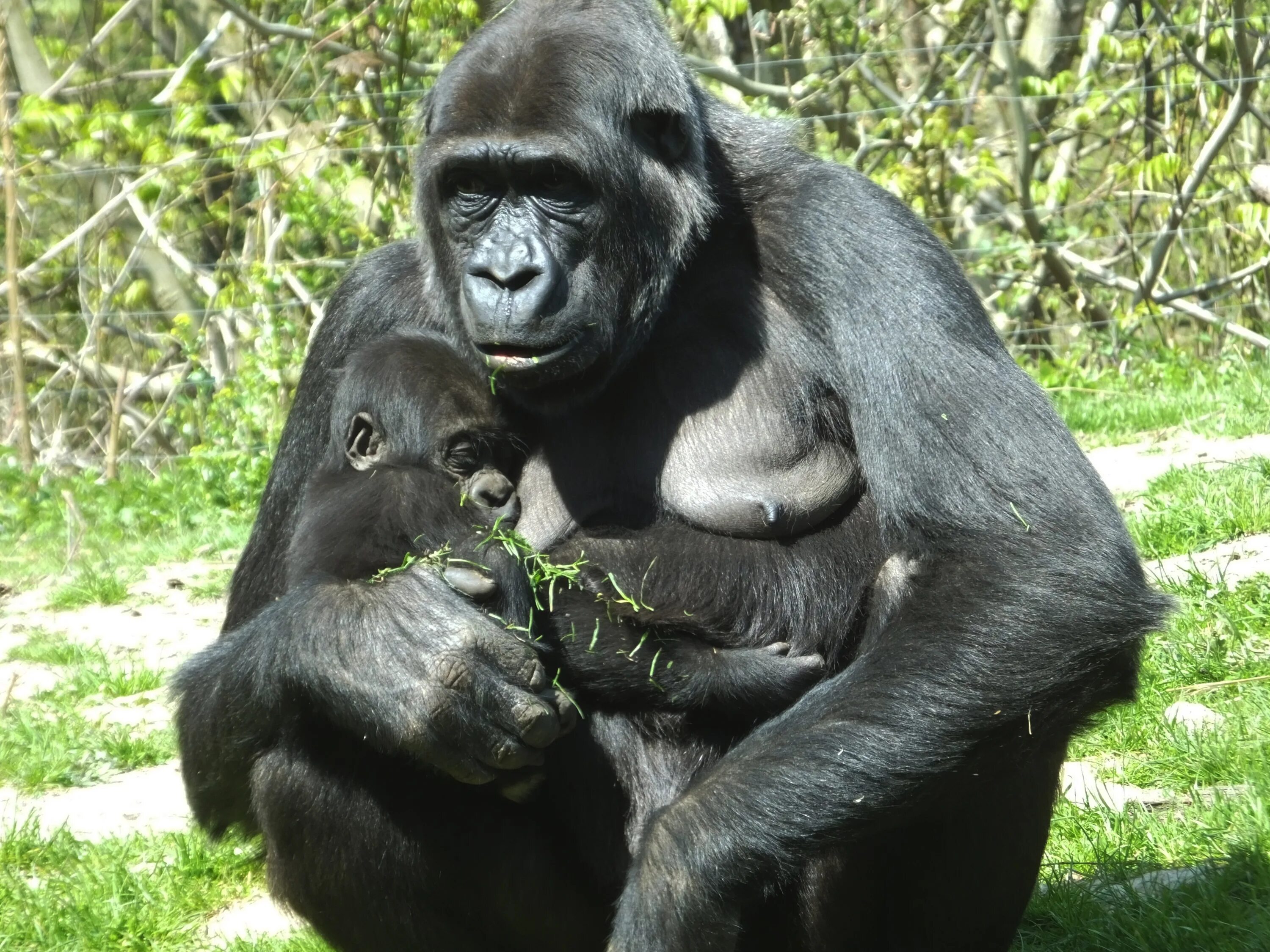 Отдел обезьяна. Шимпанзе бонобо. Горилла и шимпанзе. Шимпанзе бонобо спаривание. Человекообразные обезьяны гориллы.