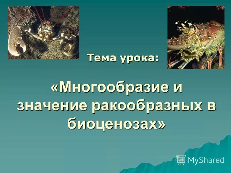 Разделение ракообразных. Роль ракообразных в экосистеме. Роль ракообразных в экосистеме. Роль ракообразных в жизни человека. Ракообразные в жизни человека.