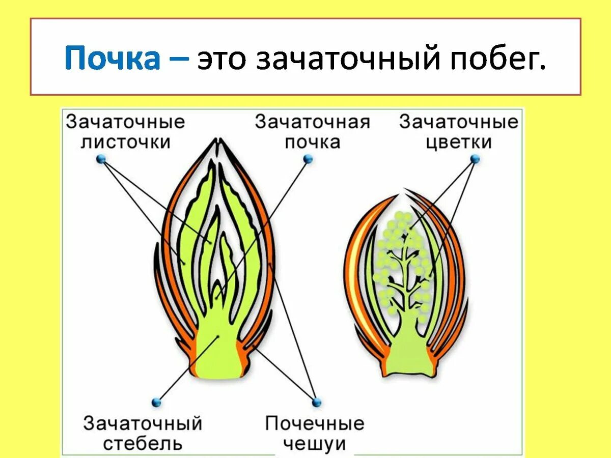 Где находится зачаточный лист