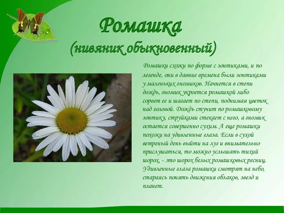 5 предложений о растении