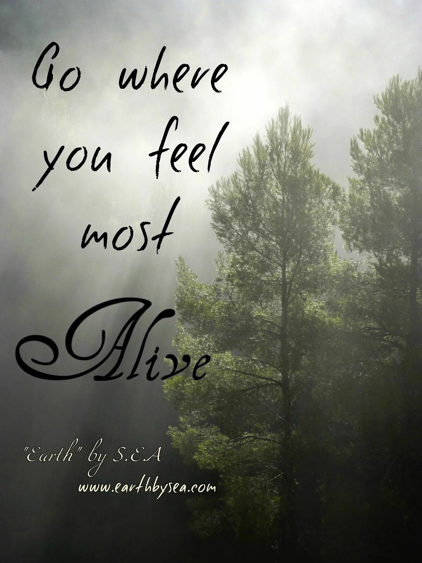Where you go in the evening. Forest quotes. quotes about forest. i feel you надпись. go where you feel most alive.
