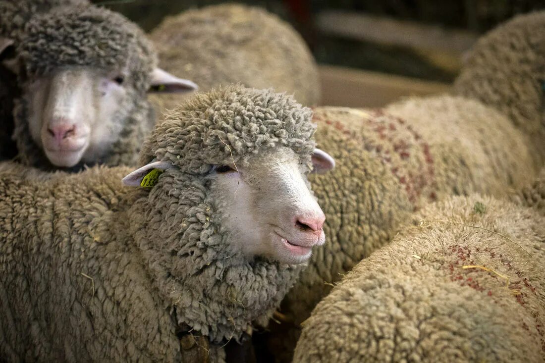 Овцы крыма. Луг и стадо овец. Овцеводство в крыму. Овцеводство в крыму. Крымская порода овец чонтук.