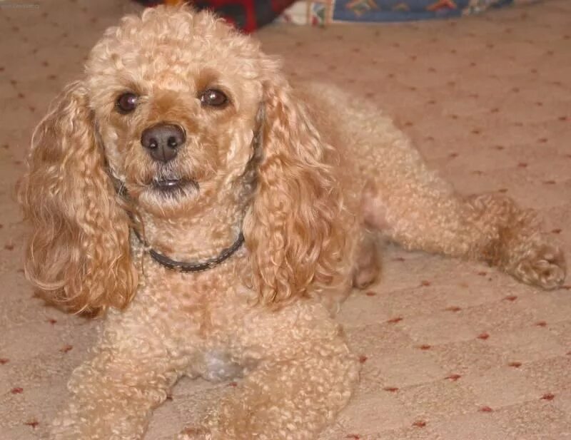 карликовый пудель карликовый. сколько пудель. карликовый пудель. порода карликовый пудель. королевский пудель.