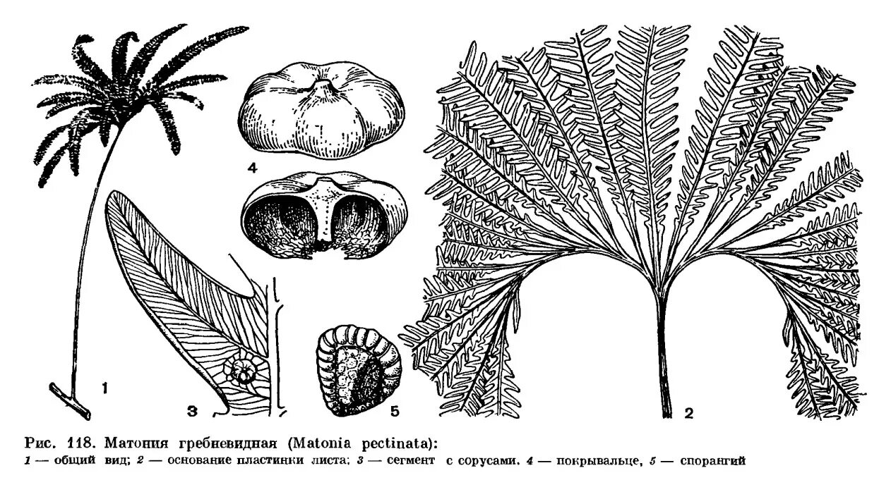 Сегменты листа. Matoniaceae. Мараттиевые папоротники представители. Семейство Щитовниковые – Aspidiaceae. Гребневидный лист.