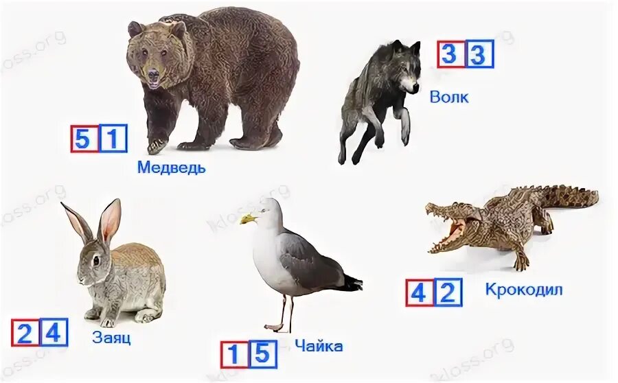 Окружающий мир 1 класс тема звери. Пронумеровать в порядке увеличения размеров животных. Животные 1 класс. Порядок увеличения. Красная книга россии окружающий мир.
