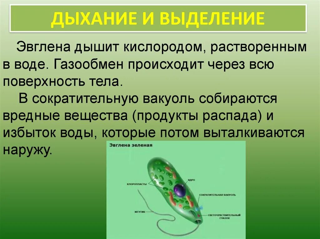Какой органоид у эвглены зеленой. Класс жгутиковые эвглена зеленая. Питание эвглены зеленой кратко. Жгутиконосец Бодо. Выделение эвглены зеленой кратко.