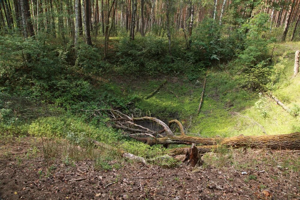 Нет в лесу того раздолья. Мончаловский лес воронки. приокско террасный заповедник карстовые воронки. яма в лесу. карстовая воронка в лесу.