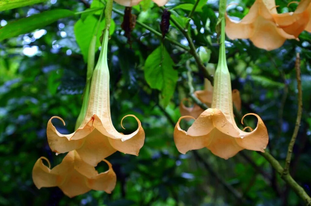 Poisonous flower. Brugmansia цветок срез. Кампана Пинк. Кампаны.