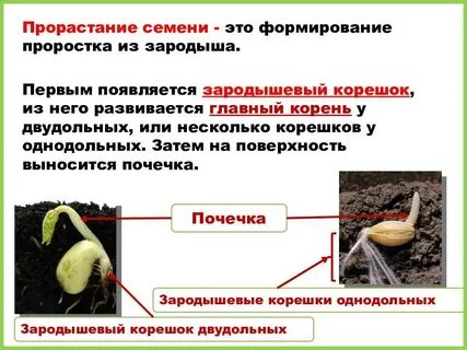 Зародыш фасоли питается веществами отложенными