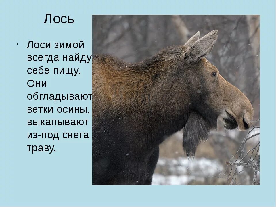Старый лось настороженно прислушивается нет ли опасности. Лось для дошкольников. лось презентация для детей. факты о лосях. как зимует лось.