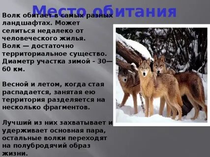 Какую среду обитания выбрал волк