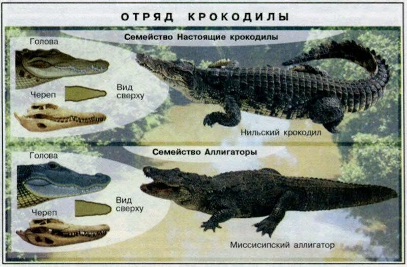 Аллигатор и крокодил отличия. Крокодил аллигатор кайман отличия. кайман аллигатор крокодил сравнение. отличие крокодила от аллигатора. крокодил аллигатор кайман гавиал таблица.