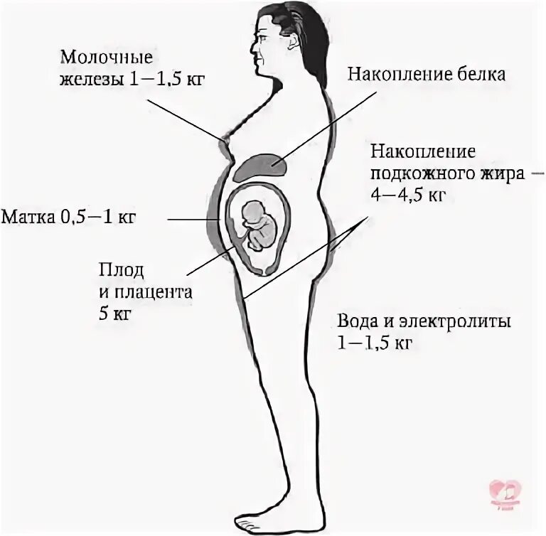 Матка в 3 триместре беременности. Строение беременной женщины. организм беременной женщины. строение тела беременной. строение органов при беременности.
