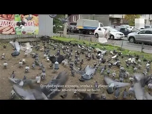 Сотня голубей. Босс среди голубей. 1000000 голубей на машине.