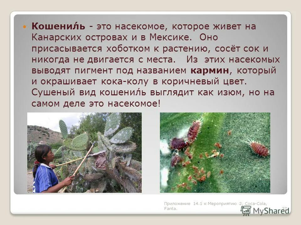 Кошенильный червец что это такое. Кошенильный червец что это такое. Что такое краситель кармин е120. E120 кармин жук. Кармин е120.