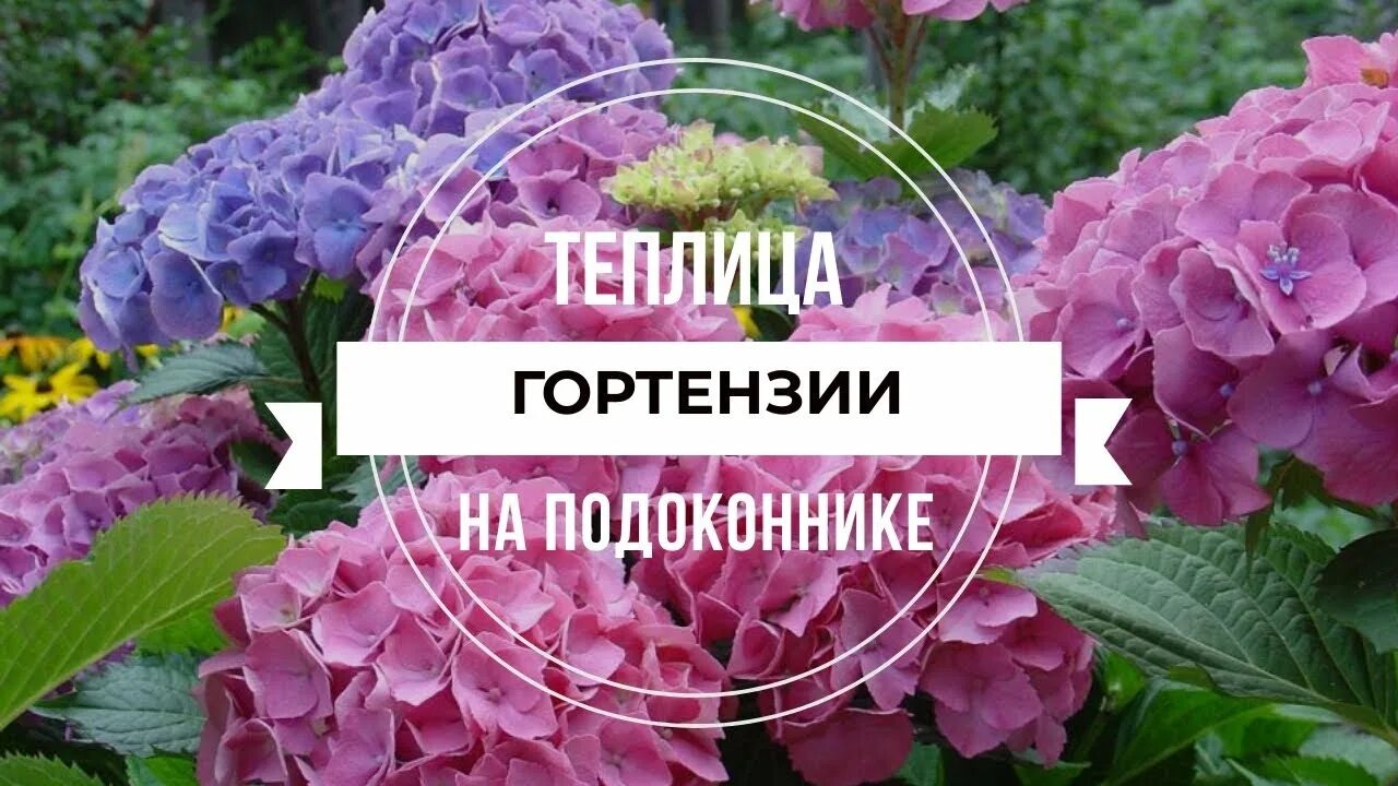 Купили гортензию в коробке что делать