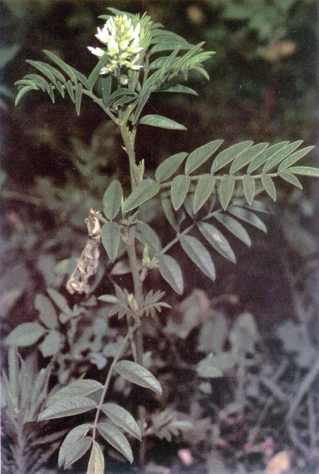 Солодка 7 букв. Glycyrrhiza lepidota. Glycyrrhiza glabra. Лакрица Солодка. Солодка колючая.