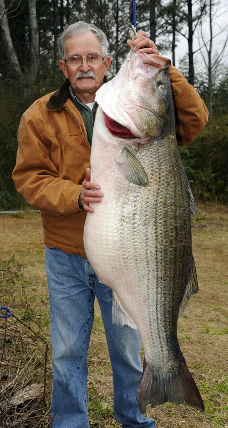 Рыба шери. Рыбалка на форель. Большая тигровая рыба hydrocynus goliath. Real big fishing. Real big fishing.