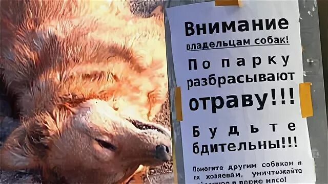 Внимание собаки на хозяина
