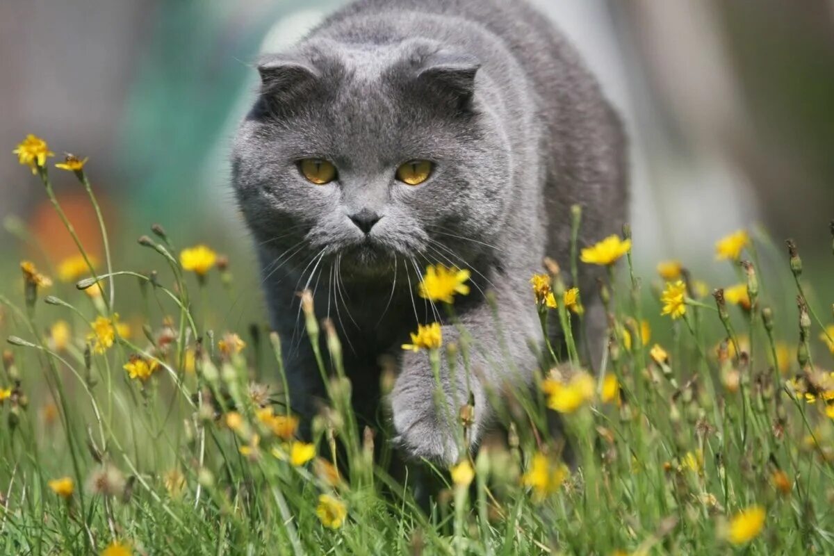 Котик летом