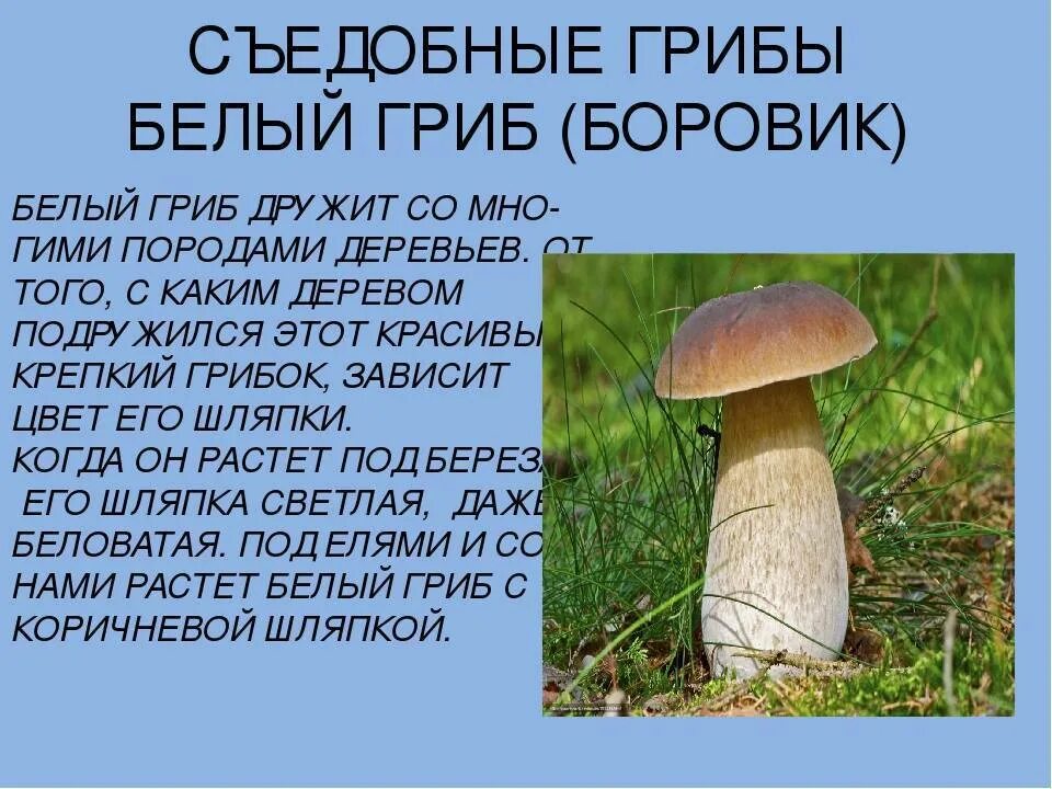 Съедобные грибы доклад 3 класс окружающий мир