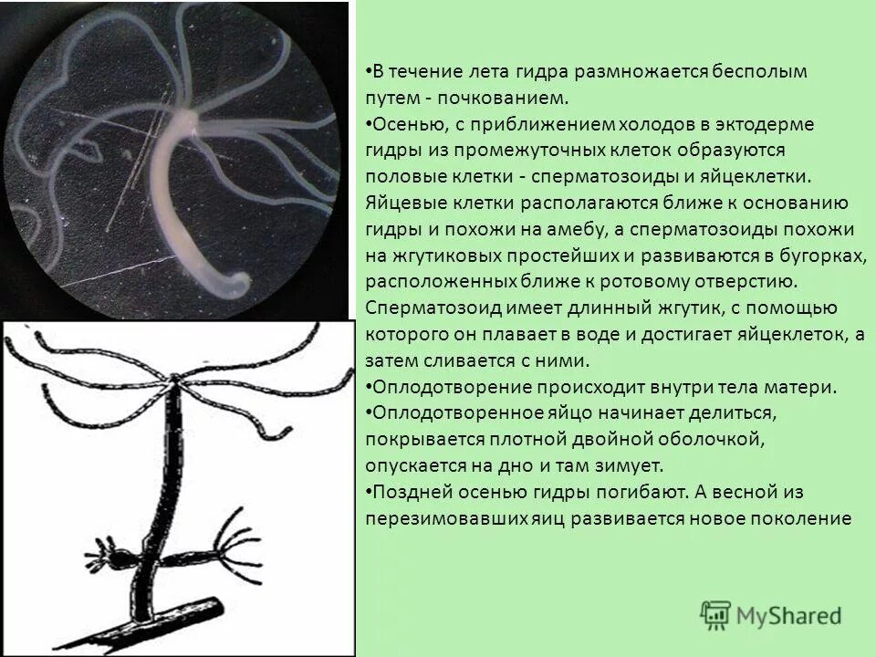 в теплое время года гидра размножается