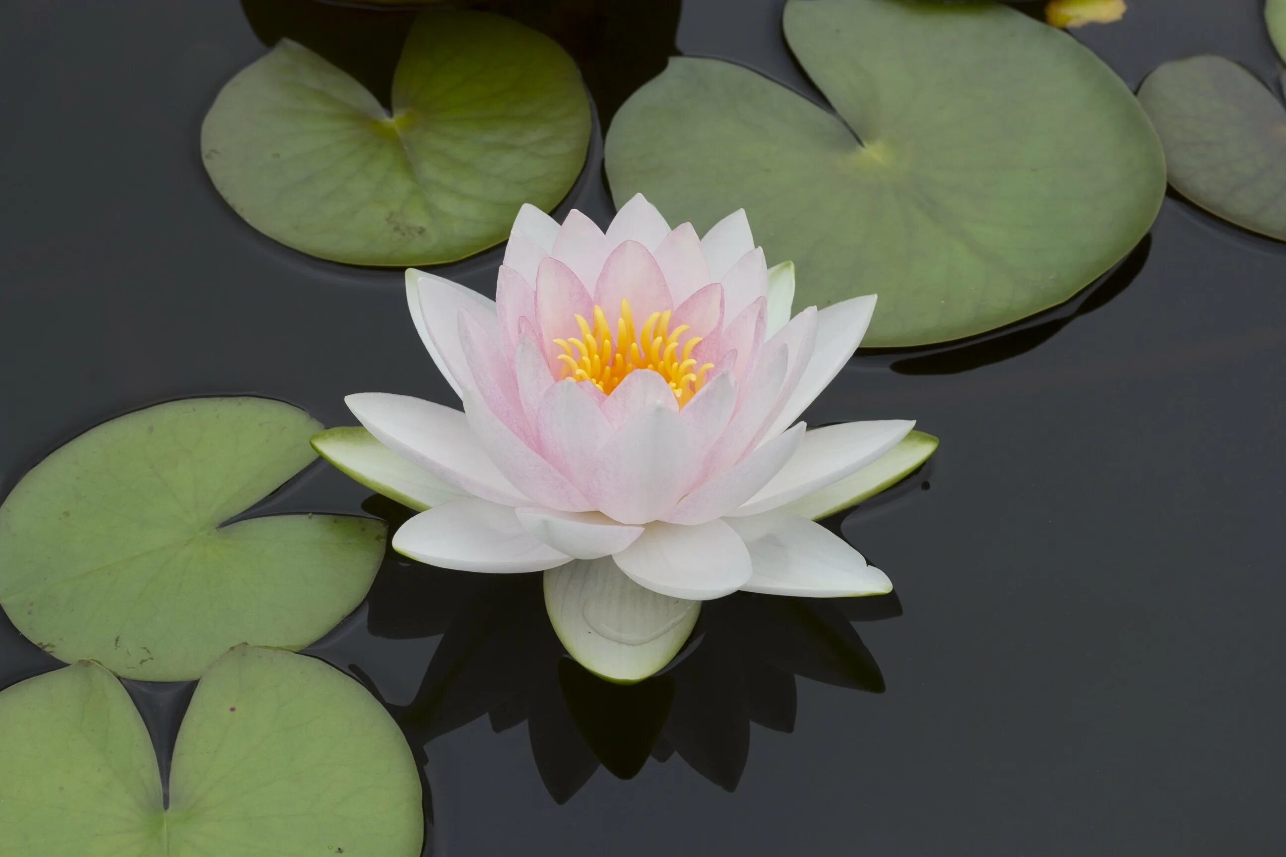 Кувшинка Лилия Лотос. Белый Лотос Nymphaea Lotus. Лотос кувшинка водяная Лилия. Кувшинки Лотос цветы лотоса. Водяная лилия 8