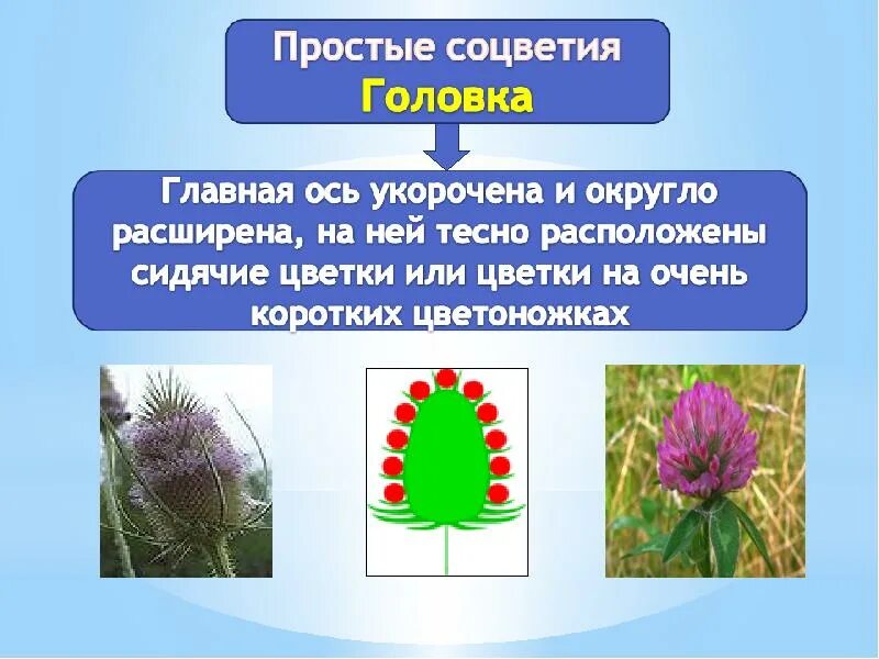 Соцветия презентация. Типы соцветий. Сообщение на тему соцветие. Сообщение на тему соцветие. Строение сложного соцветия.