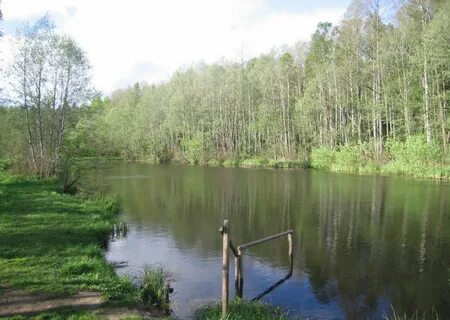Дача конаковский мох